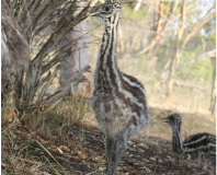 1159184-emu_chick-1