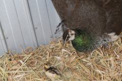 1160699-peachick-1